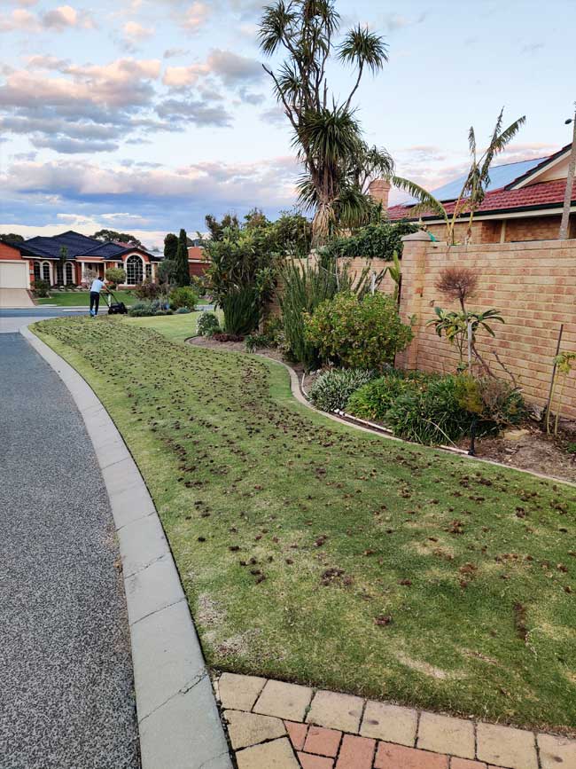 Lawn Aeration Experts Perth
